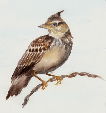 Alouette, oiseau associé à la chambre Lauseta