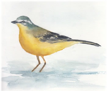 Illustration of a wagtail bird, the inspiration for the Pastoreta suite.